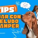 Consejos para viajes en camper con mascotas