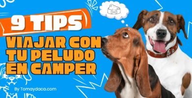 Consejos para viajes en camper con mascotas