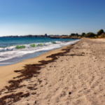 Playa de Pinedo en Valencia dog-friendly